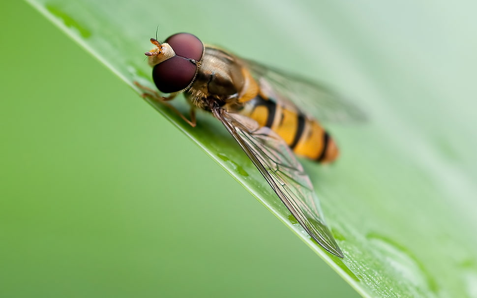 hoverfly perched on green leaf closeup photography HD wallpaper